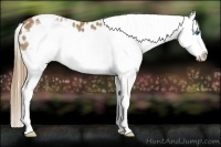 Horse Color:Buckskin Sabino Splash Frame Blanket