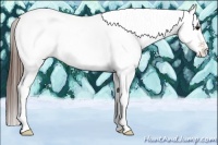 Horse Color:White Spotted Bay Appaloosa Rabicano