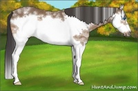 Horse Color:White Spotted Buckskin Splash Frame Rabicano
