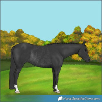 Horse Color:Black Rabicano 