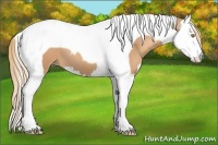 Horse Color:Gold Champagne Splash Tobiano