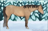 Horse Color:Amber Champagne 