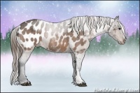 Horse Color:Buckskin Roan Appaloosa 
