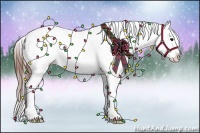 Horse Color:Brown Roan Appaloosa 