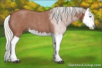 Horse Color:Silver Bay Roan Splash 