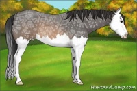 Horse Color:Buckskin Ice Roan Splash