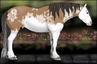 Horse Color:Buckskin Ice Splash 