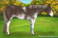 Horse Color:White Spotted Liver Chestnut 
