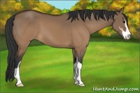 Horse Color:Brown Dun Sabino 