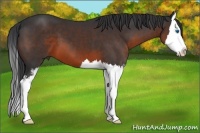 Horse Color:Brown Sabino Splash