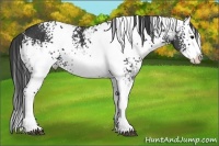 Horse Color:White Spotted Black Ice Splash 