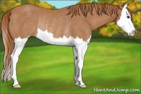 Horse Color:Chestnut Splash Rabicano