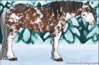Horse Color:Bay Sabino Rabicano