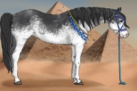 Horse Color:White Spotted Black
