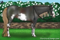 Horse Color:White Spotted Liver Chestnut Frame Rabicano 