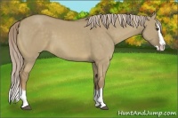 Horse Color:Chocolate Palomino Dun Sabino Splash