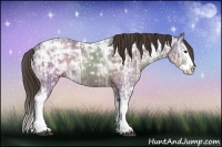 Horse Color:Liver Chestnut Ice Sabino Splash 