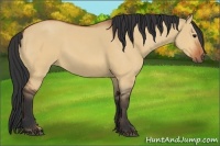 Horse Color:Bay Dun