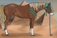 Horse Color:Chestnut Splash 