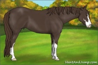 Horse Color:Liver Chestnut Sabino