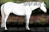 Horse Color:Chestnut Appaloosa