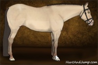 Horse Color:Amber Champagne Dun 