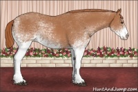 Horse Color:White Spotted Chestnut 