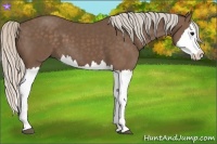 Horse Color:Silver Black Splash 