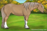 Horse Color:Palomino Tobiano 