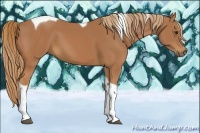 Horse Color:Chestnut Tobiano