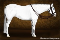 Horse Color:White Spotted Buckskin Dun Splash 