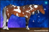 Horse Color:White Spotted Bay 