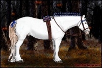 Horse Color:Buckskin Appaloosa