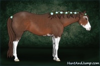 Horse Color:Liver Chestnut Sabino 