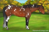 Horse Color:White Spotted Bay 