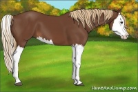 Horse Color:Chestnut Splash 