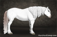 Horse Color:Brown Sabino Appaloosa Rabicano 