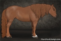 Horse Color:Chestnut Sabino Rabicano