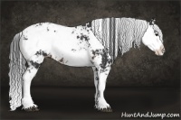 Horse Color:Brown Sabino Rabicano