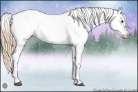 Horse Color:Chestnut Appaloosa 