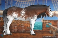 Horse Color:White Spotted Bay Rabicano