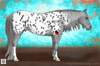 Horse Color:Black Near Leopard 