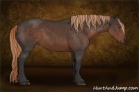 Horse Color:Liver Chestnut Sabino 