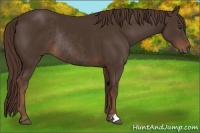 Horse Color:Liver Chestnut Rabicano