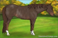 Horse Color:Liver Chestnut Rabicano