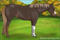 Horse Color:Liver Chestnut 