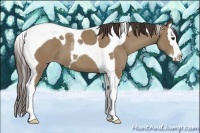 Horse Color:Classic Champagne Sabino Splash Tobiano 
