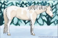 Horse Color:Perlino Splash Tobiano Rabicano 