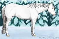 Horse Color:Amber Champagne Dun Sabino Splash Tobiano 