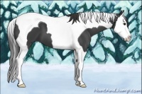 Horse Color:Smoky Black Sabino Splash Tobiano 